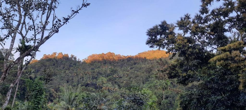 Linn View Home Stay Munnar Esterno foto